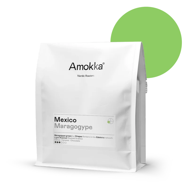 Mexico Maragogype