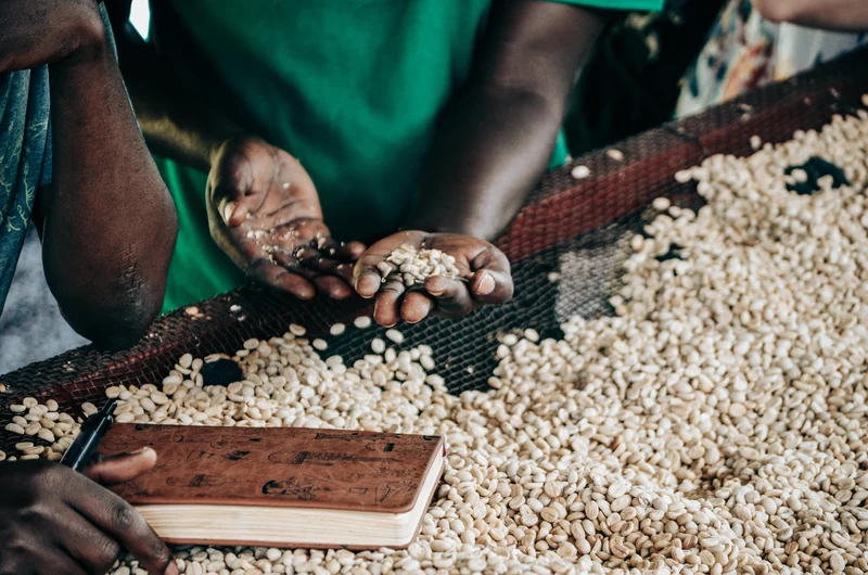 Washed Rwanda [2023 harvest]
