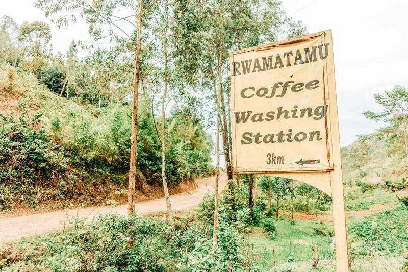 Washed Rwanda [2023 harvest]