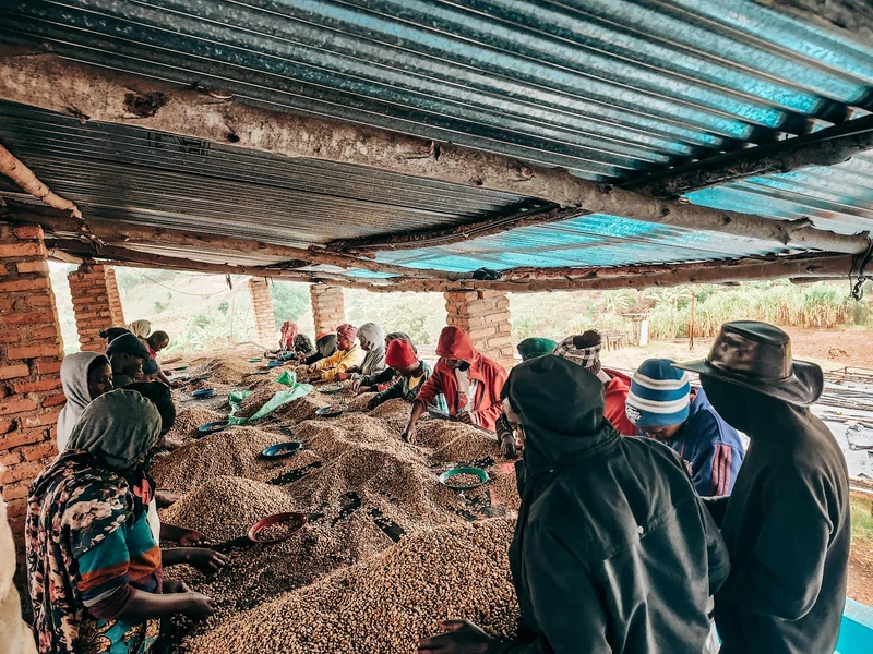 Washed Rwanda [2023 harvest]