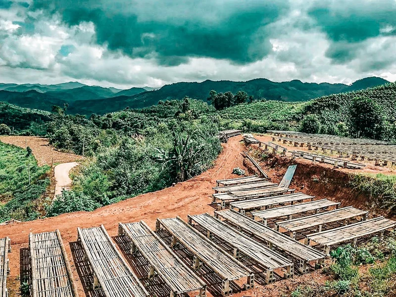 Gui Ben Natural