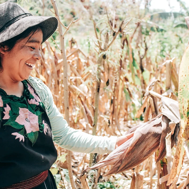 Chiapas Organic Decaf