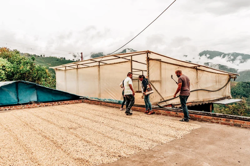 Risaralda Decaf Regional Blend