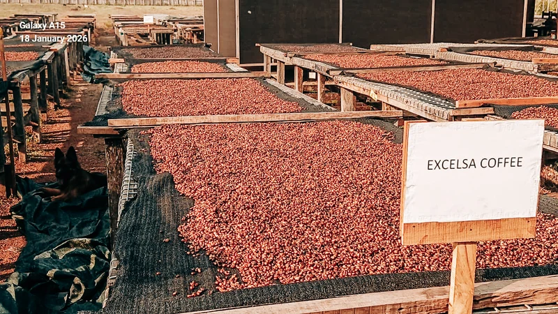 Equatoria Coffee Excelsa Anaerobic