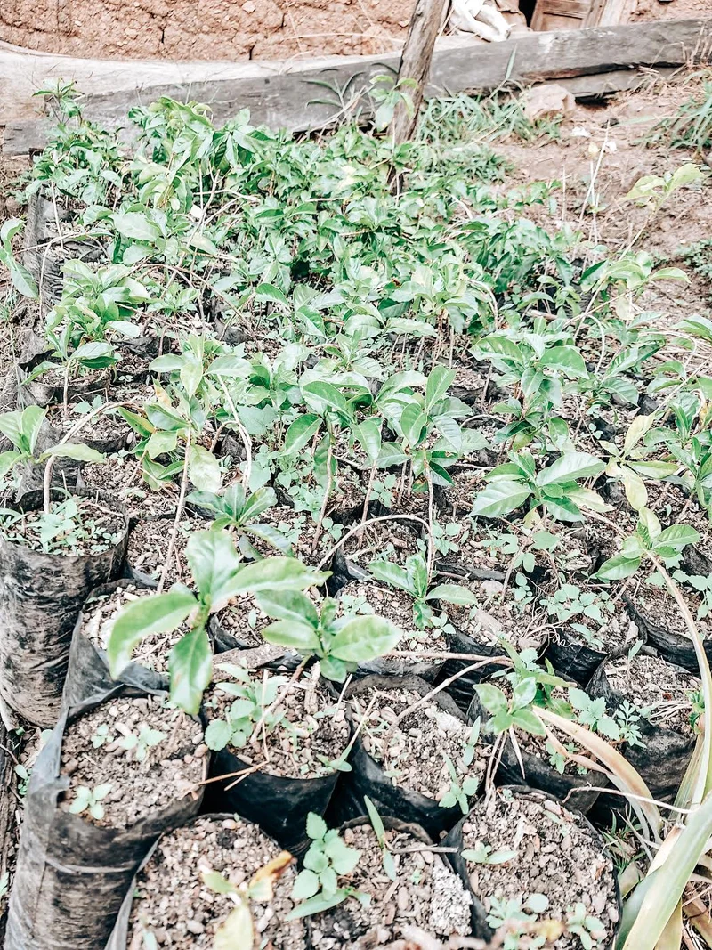 Ramos Garcia Family - Proyecto Otuzco - Yellow Honey Typica