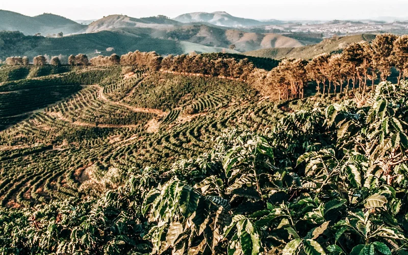 Decaf C02 Brazil Carbonic Natural