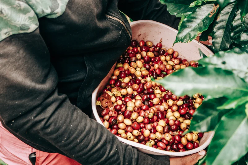 Colombian Washed Staple Subscription
