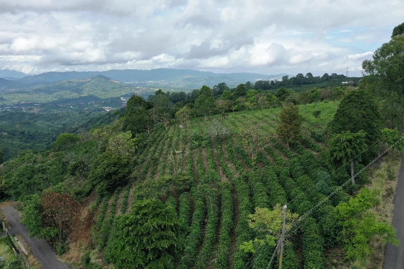 Colombian Washed Staple Subscription