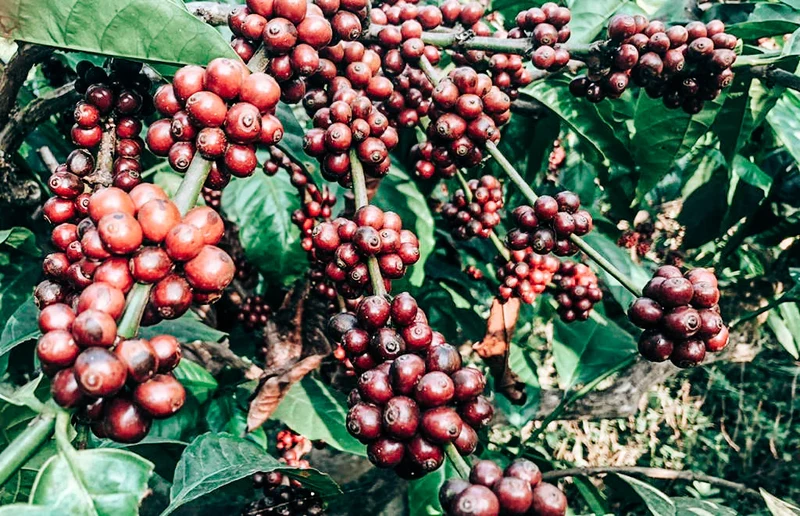 Brazil Natural Staple Subscription