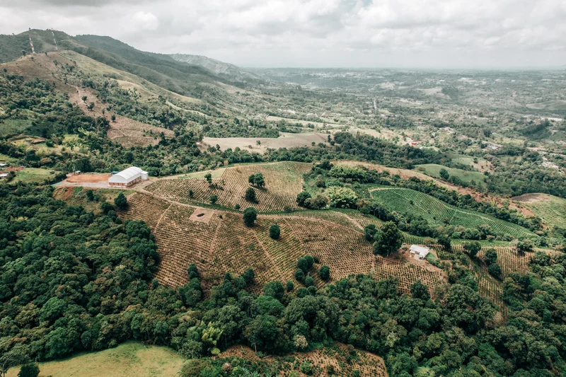 Brazil Natural Staple Subscription