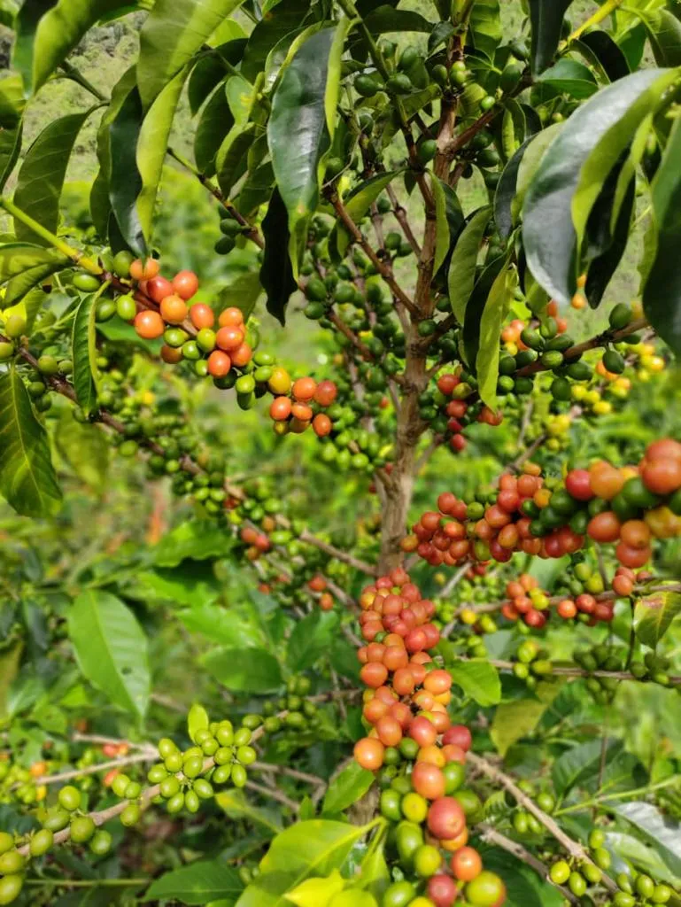 Mystery Colombian Coffee