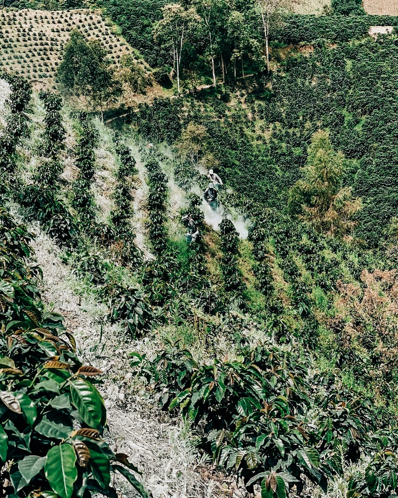 Mystery Colombian Coffee