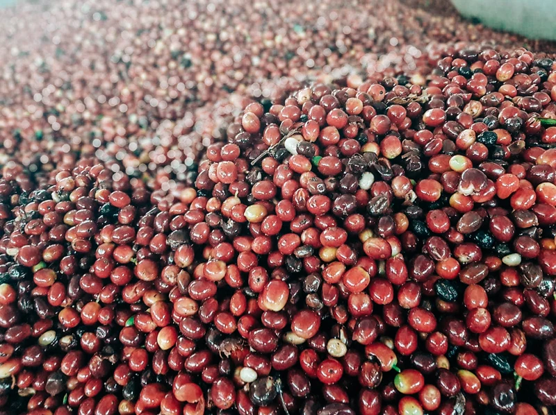 Seasoning Beans | Mixed Origin Roaster Drum Seasoning Coffee