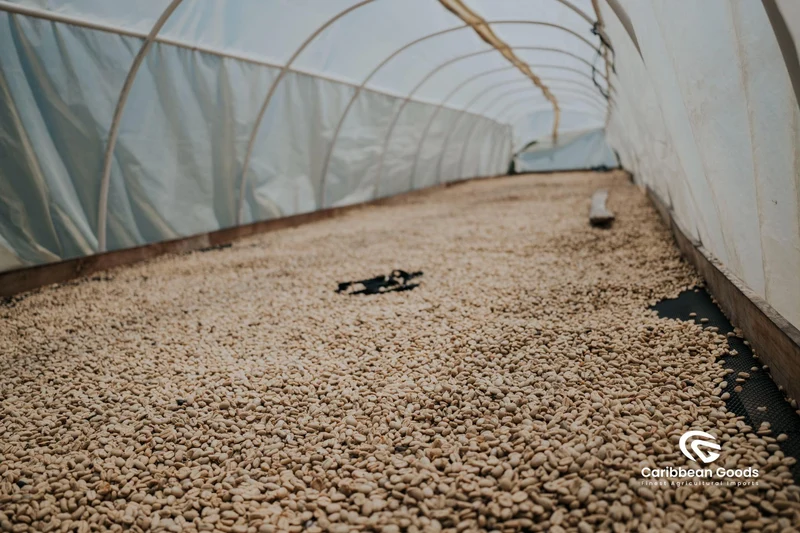El Socorro - Natural Pacamara