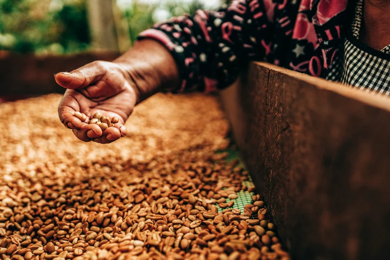 Mexican Decaf - MW Quetzal