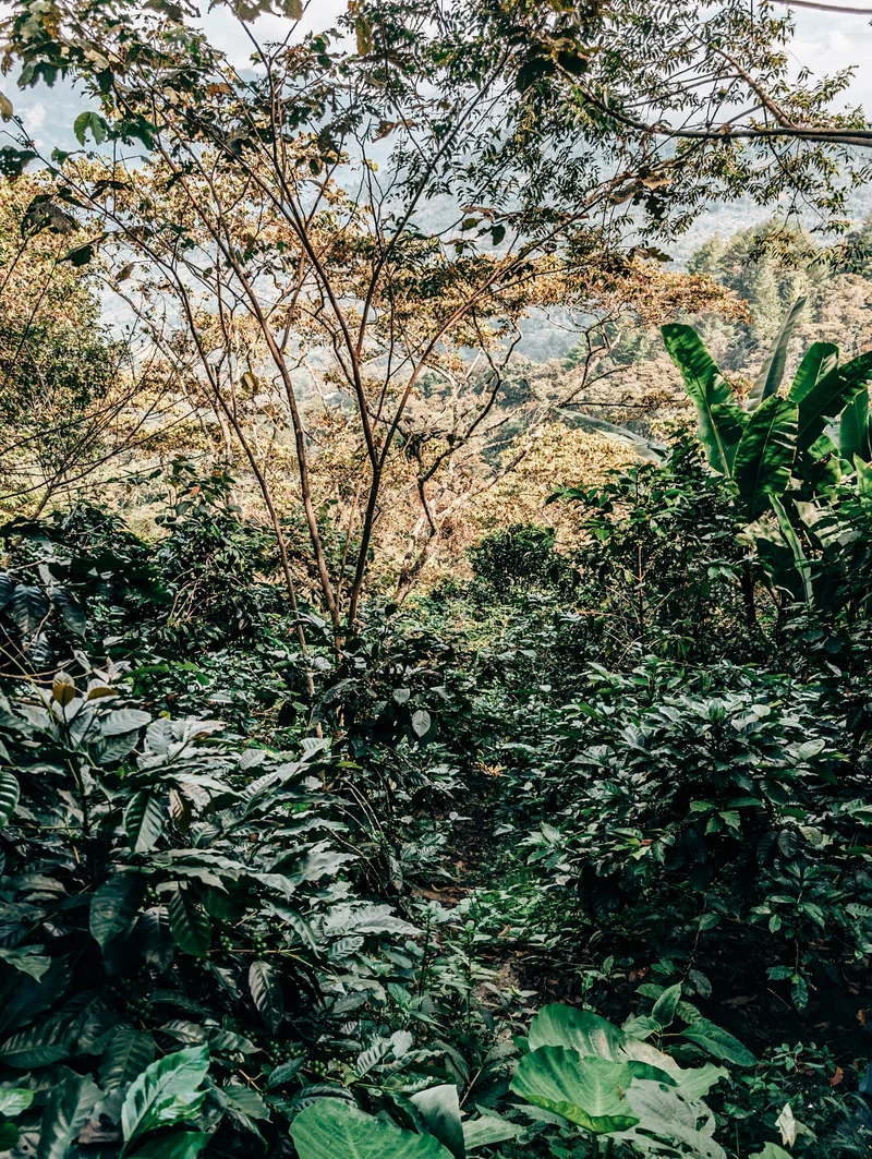 Mexican Decaf - MW Quetzal