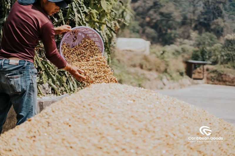 El Socorro - Natural Pacamara
