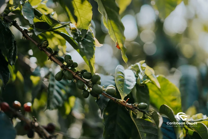 El Socorro - Natural Pacamara