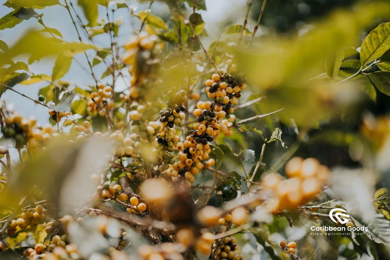 El Socorro - Natural Pacamara