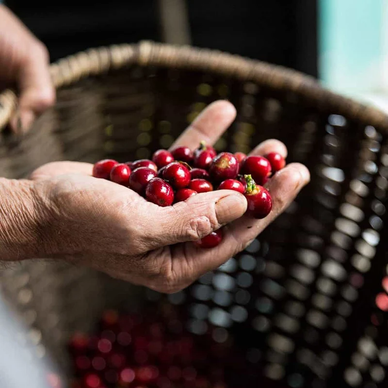 Negrisa Espresso – Peru