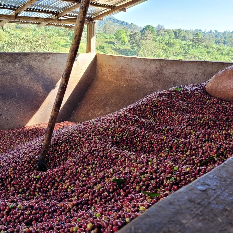 Magarissa Reripa – Etiopien