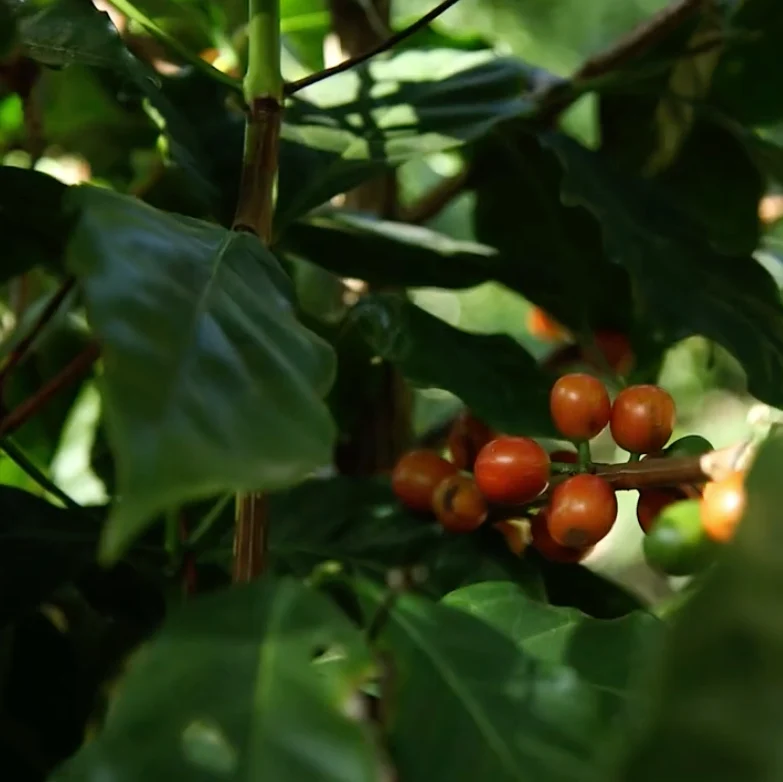 Finca San Felipe - El Salvador
