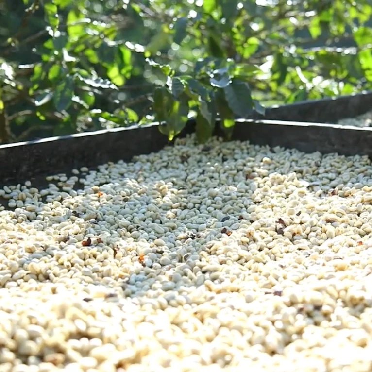 Finca San Felipe - El Salvador