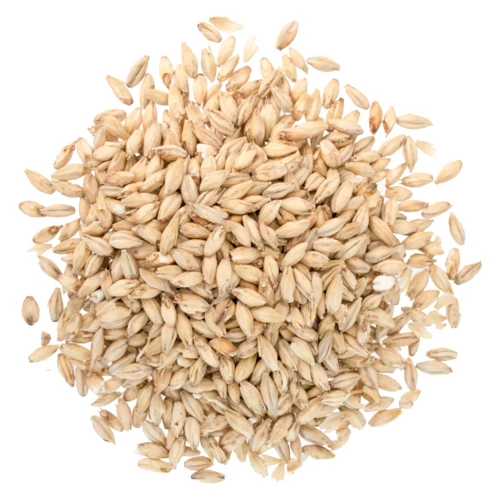 2-Row Malt 1.8°L | Premium Base Brewing Malt