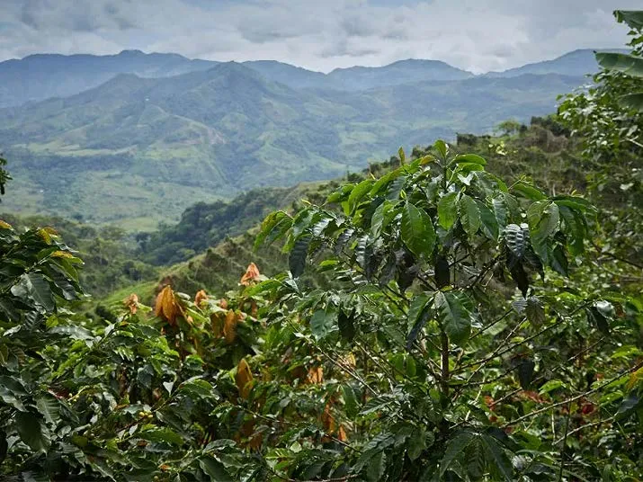 Colombia Dulima Washed