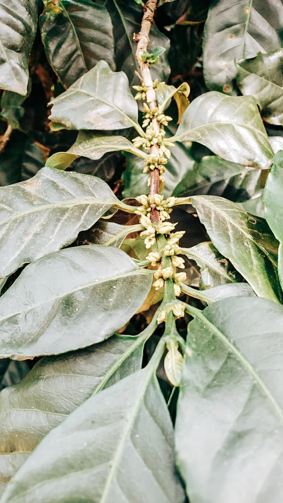 India Robusta Natural AB