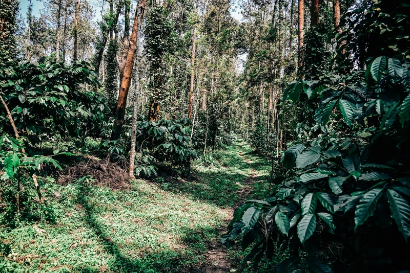 Craigmore Kattimuttu - Robusta - Honey Sundried