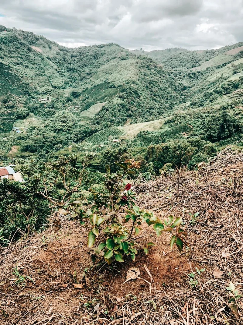Timaná Community - Washed Castillo