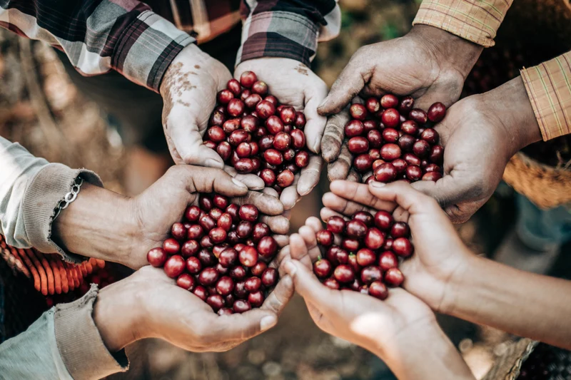 San Juan De La Unión Anaerobic Washed Microlot