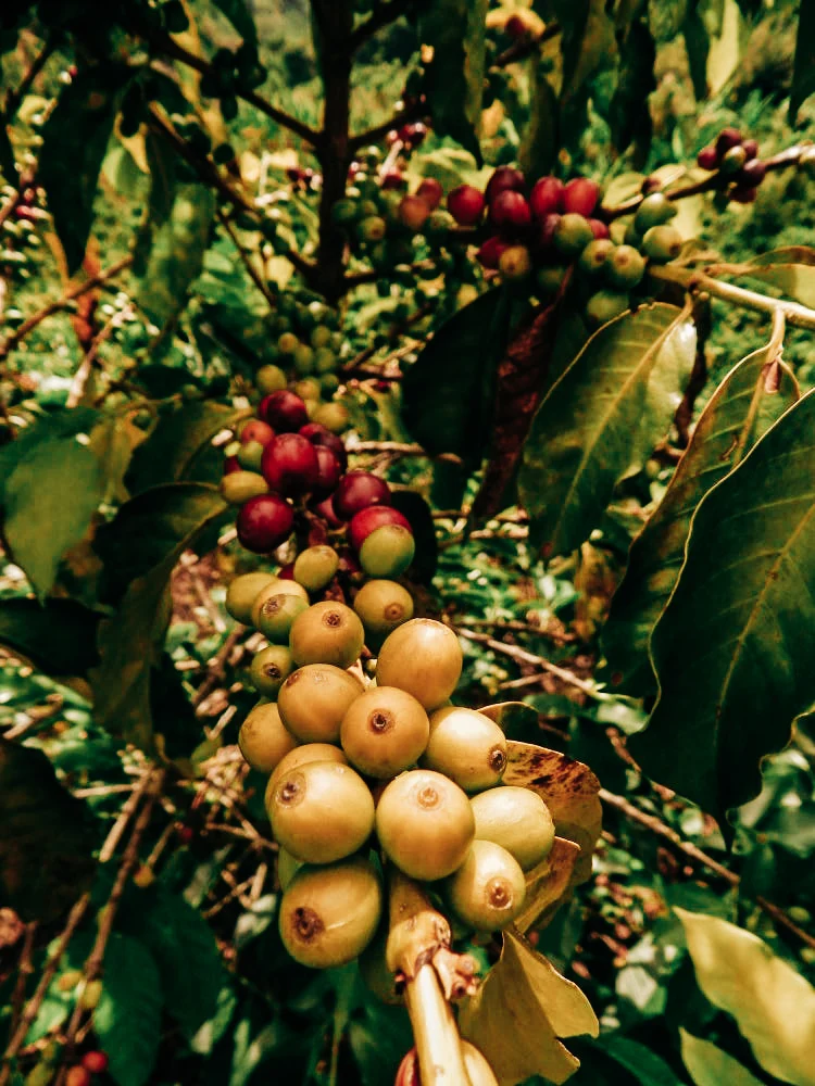 Colombia Excelso EP