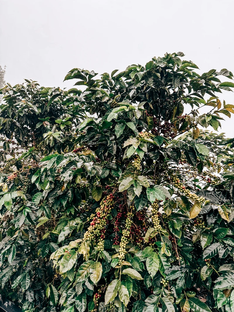 Antonio "Toño" Maria Washed Blend