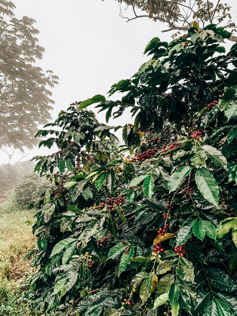 Antonio "Toño" Maria Washed Blend
