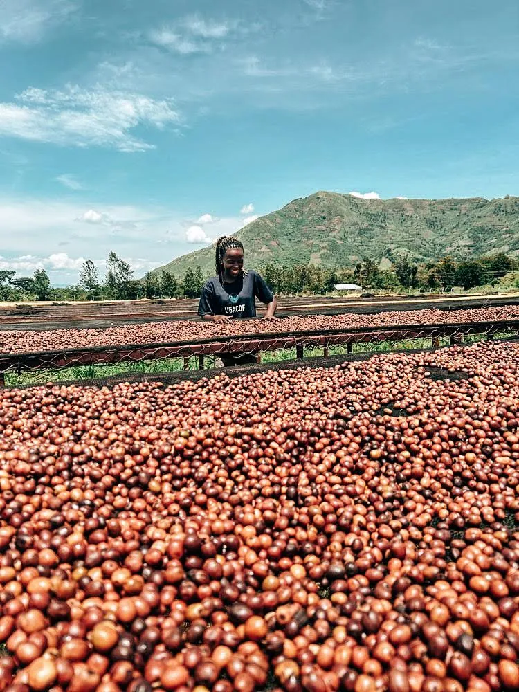 Uganda Drugar