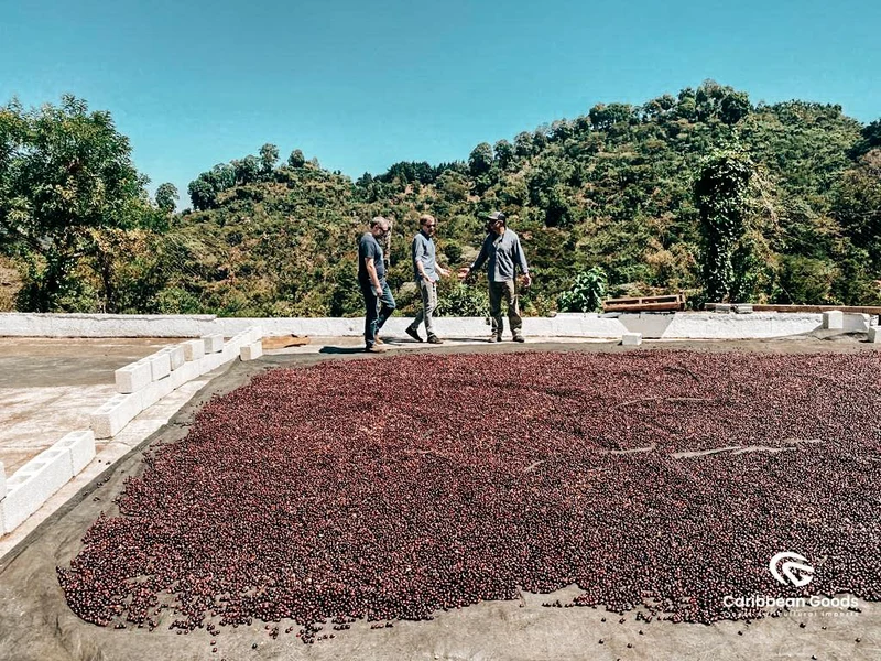 Amatillo Bourbon Catuai