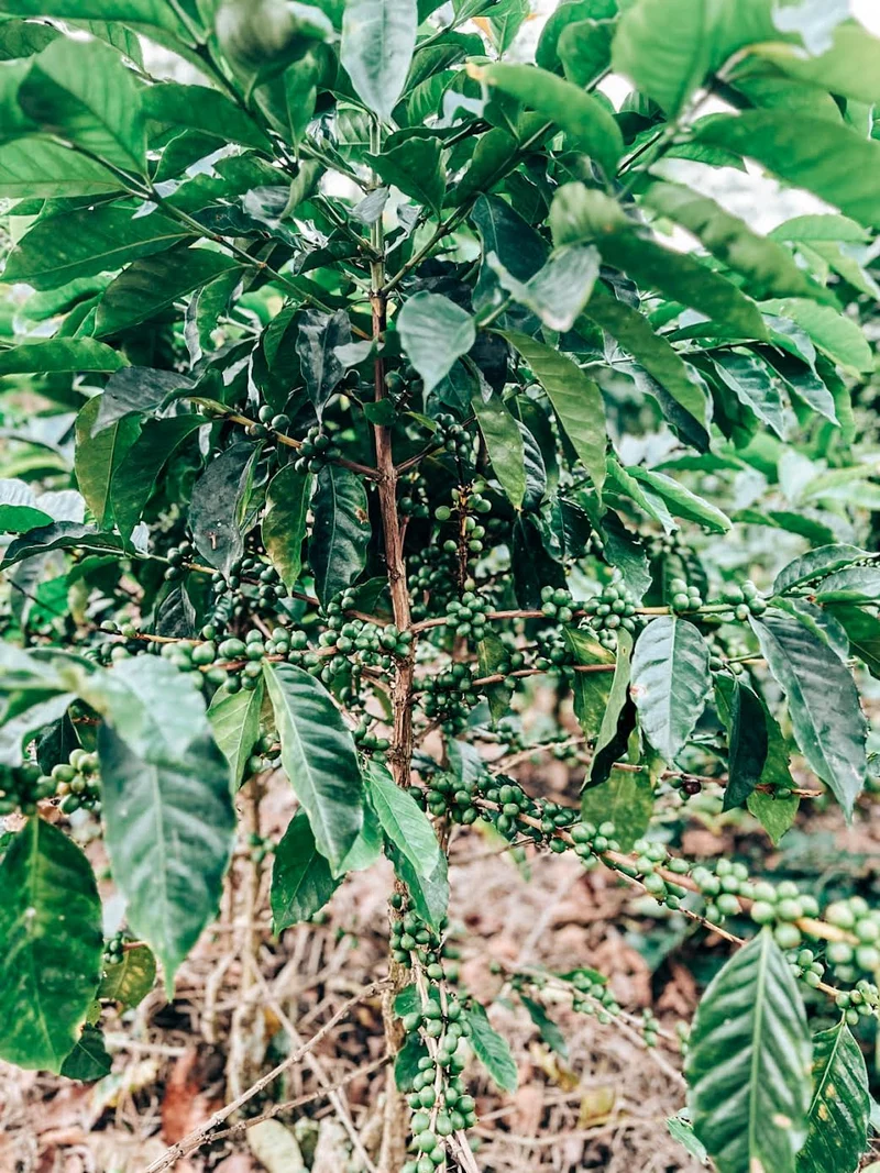 Oliverio Villafaña - Typica Honey