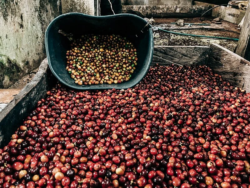 Regional Sierra Nevada Blend