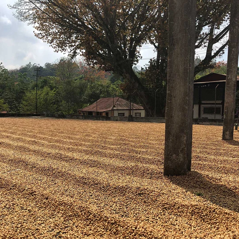 Finca Ceylan – Guatemala