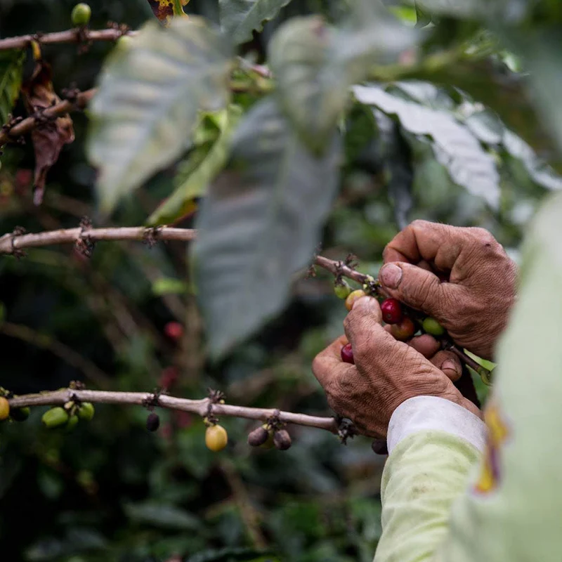 Negrisa Espresso – Peru