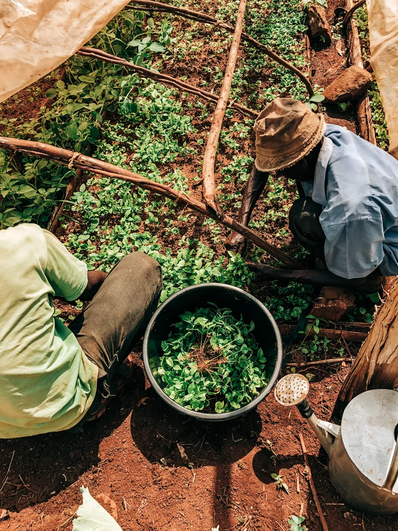 Kericho County AA - Kenyan Decaf