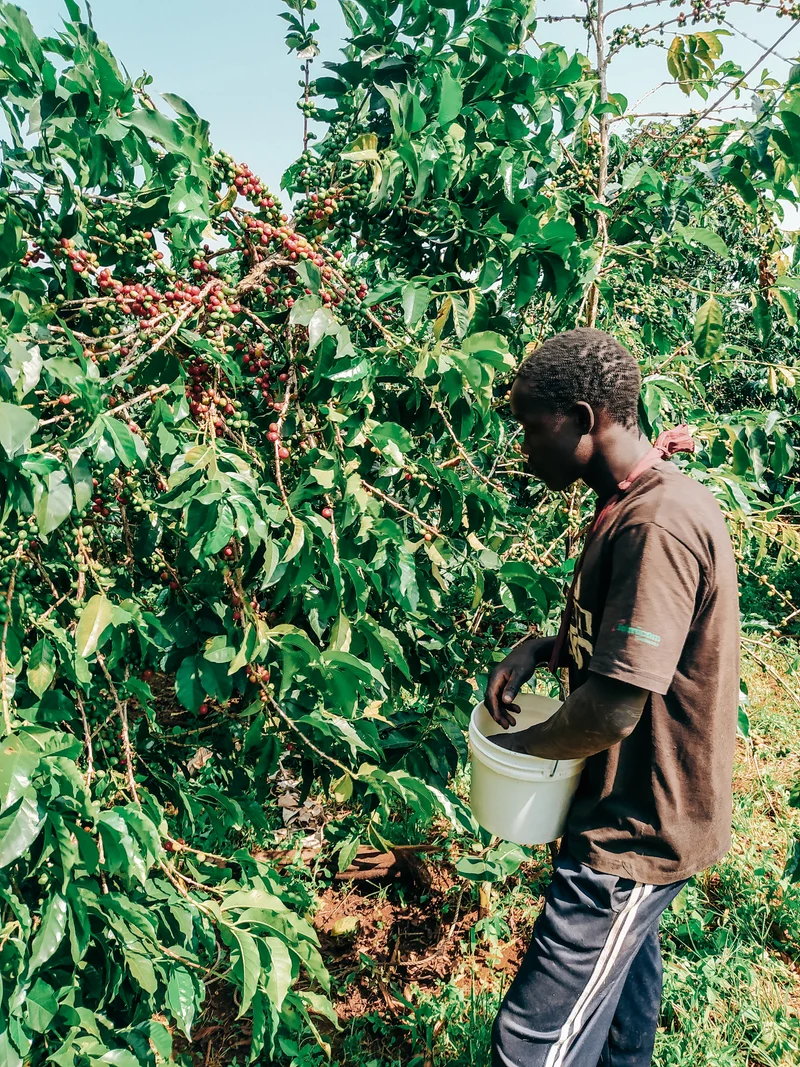 Kericho County AA - Kenyan Decaf