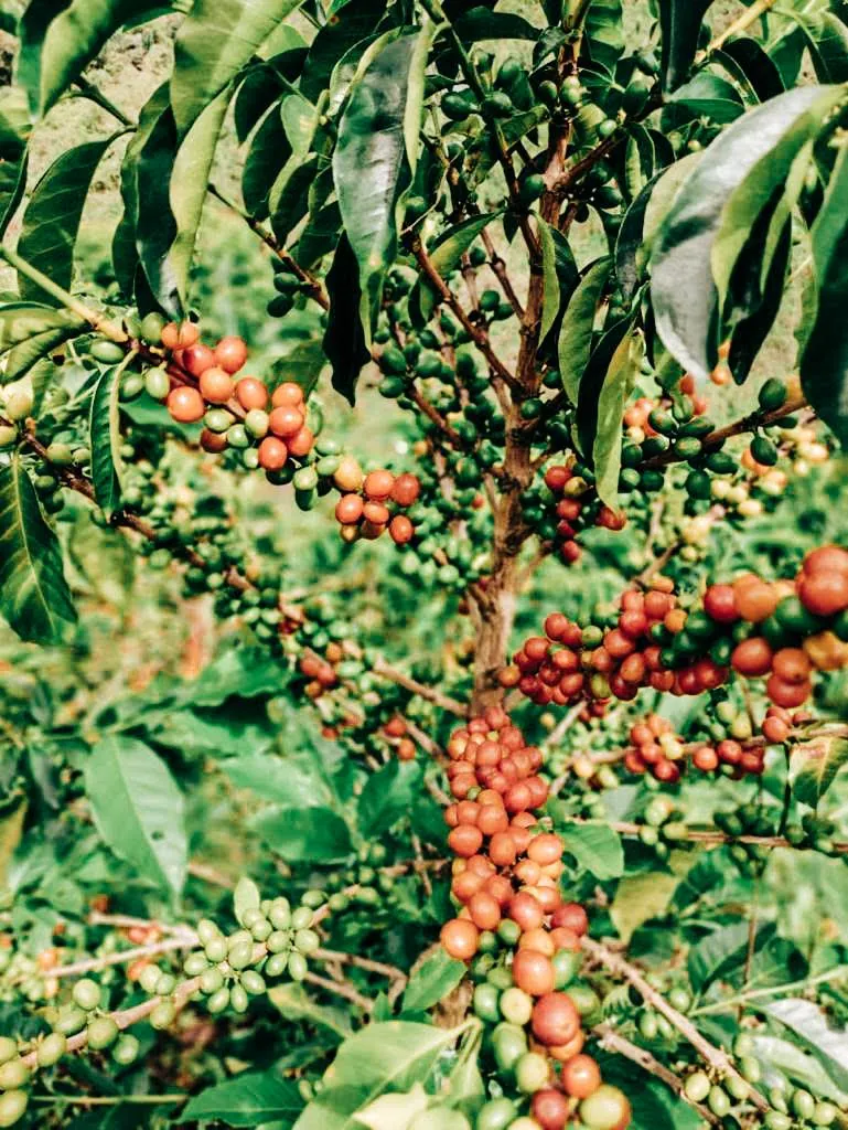 Las Flores Pink Bourbon Decaf
