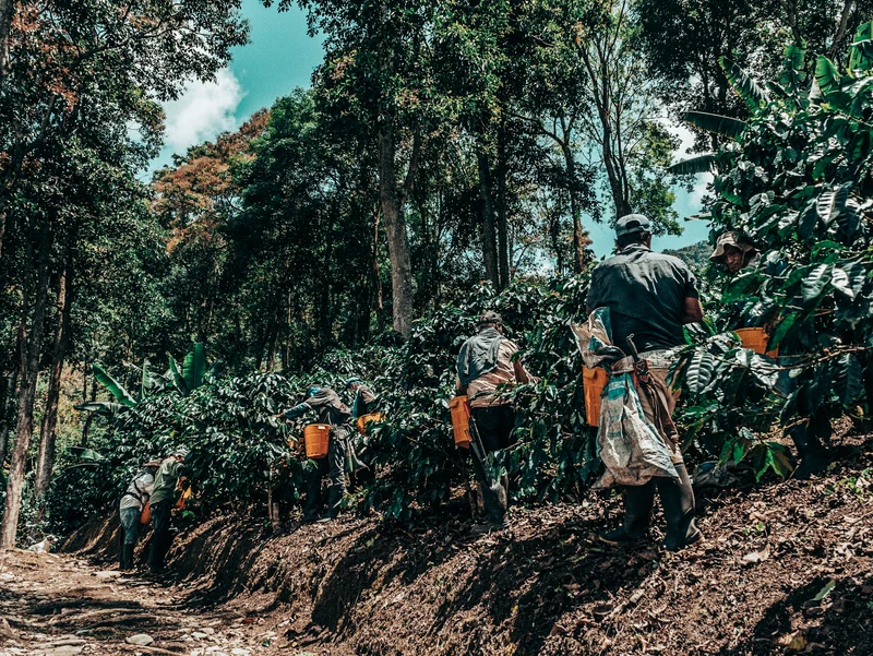 Colombia El Fenix Tabi - Washed Anoxic